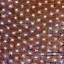 Гирлянда светодиодная "Сеть" 2х4м 560LED бел. 50Вт 220-240В IP67 провод каучук черн. Neon-Night 217-135